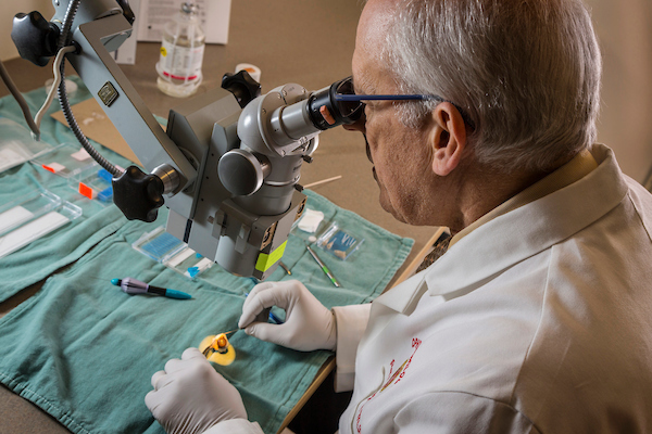 Dr. Paul Kaufman dissecting an eye in preparation for placement of a prototype device into Schlemm's canal, for injection of a viral vector containing a gene that may reduce the eyes resistance to fluid drainage. The resistance reduction reduces the pressure inside the eye. Higher pressure may damage the optic nerve that conducts visual impulses from the eye to the brain. The injected gene may thus be therapeutic for glaucoma. Photo Dec. 19, 2016. (Photo © Andy Manis)